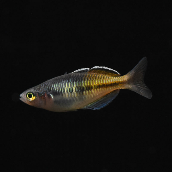 Boesemans Regenbogenfisch, Melanotaenia boesemani